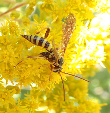Ceratogastra ornata
