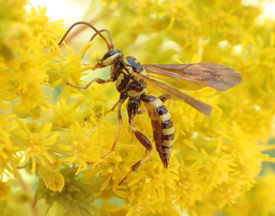 Ceratogastra ornata
