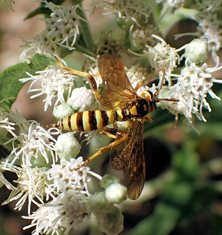 Ceratogastra ornata