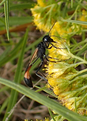 Ammophila pictipennis