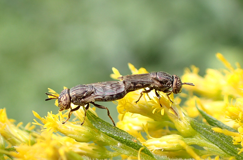 Orthonevra nitida (Wavy Mucksucker)