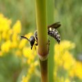 Cerceris