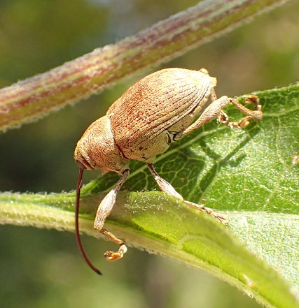 Genus Curculio (Nut and Acorn Weevils)