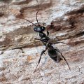 Ampulex canaliculata