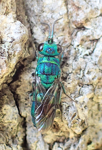 Family Chrysididae (Cuckoo Wasps)
