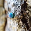 Chrysididae
