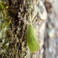 Acanalonia conica