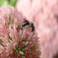 Ceratina