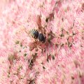 Anthidium