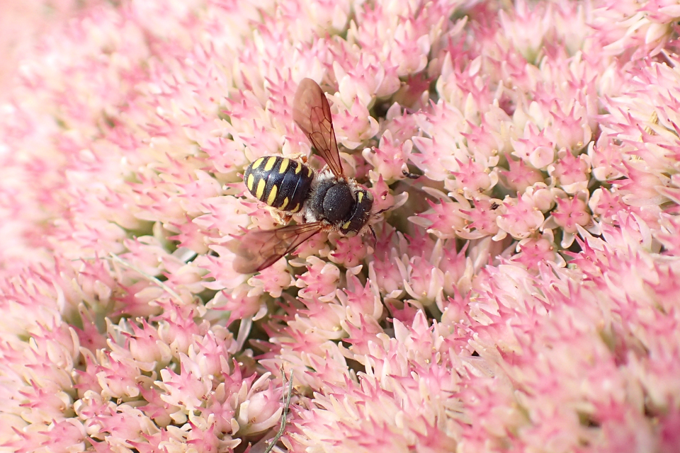 Genus Anthidium (Potter Bees)