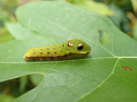 Papilio troilus (Spicebush Swallowtail)