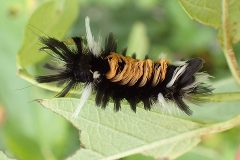 Euchaetes egle (Milkweed Tussock Moth)