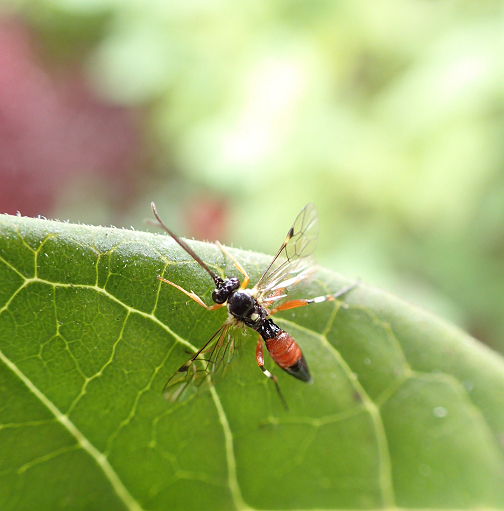 Diplazon laetatorius (Common Hover Fly Parasitoid Wasp)