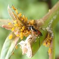 Diplazon laetatorius