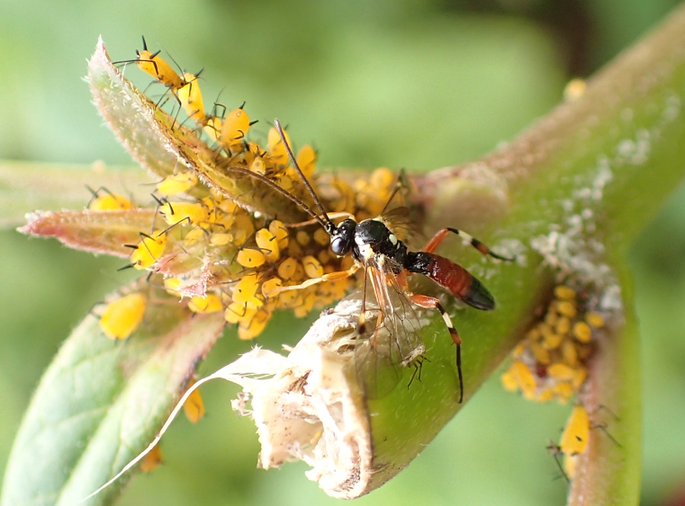 Diplazon laetatorius (Common Hover Fly Parasitoid Wasp)