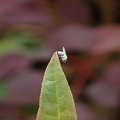 Chamaemyiidae