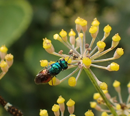 Pseudomalus auratus