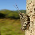 Melanoplus punctulatus