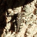 Melanoplus punctulatus