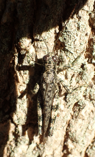 Melanoplus punctulatus (Grizzled Spur-throat Grasshopper)