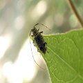 Hyperplatys maculata