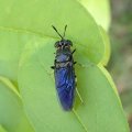 Hermetia illucens