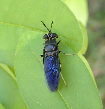 Hermetia illucens (Black Soldier Fly)