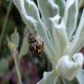 Anthidium
