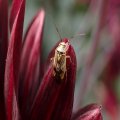 Lygus lineolaris