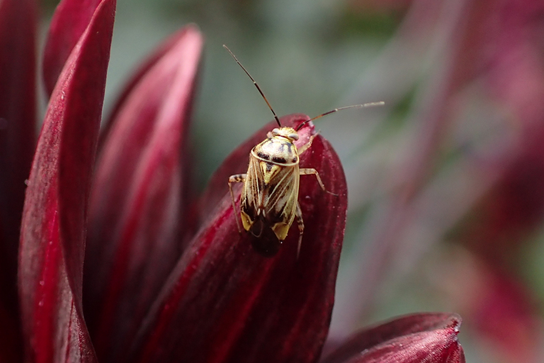 Lygus lineolaris (North American Tarnished Plant Bug)