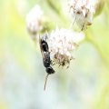 Hylaeus punctatus