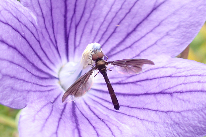Ocyptamus fuscipennis (Dusky-winged Hover Fly)