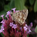 Burnsius communis