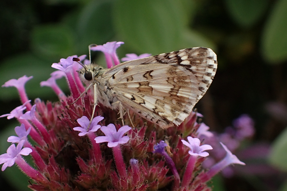 Burnsius communis (Common Checkered Skipper)