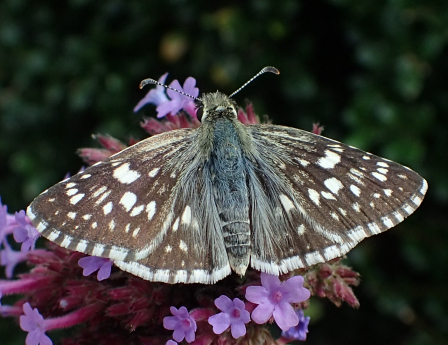 Burnsius communis (Common Checkered Skipper)