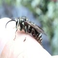 Dolichovespula maculata