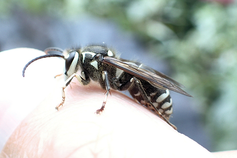 Dolichovespula maculata (Bald-faced Hornet)