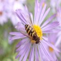 Syrphus