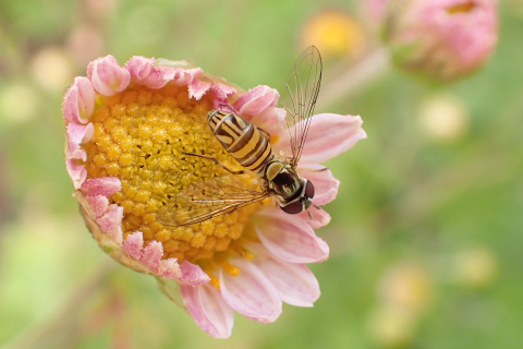 Allograpta obliqua (Oblique Streaktail)