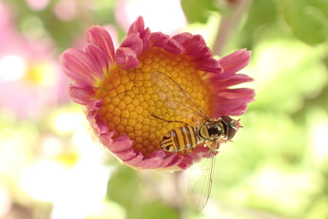 Allograpta obliqua (Oblique Streaktail)