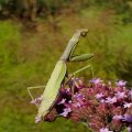 Stagmomantis carolina