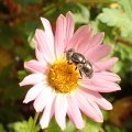 Eristalinus aeneus