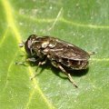 Eumerus