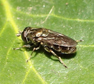 Genus Eumerus