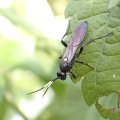 Ichneumonidae