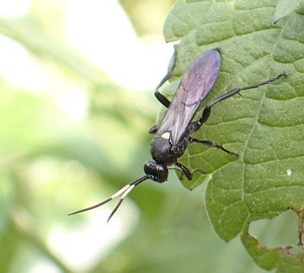 Family Ichneumonidae (Ichneumonid Wasps)