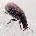 Laricobius rubidus