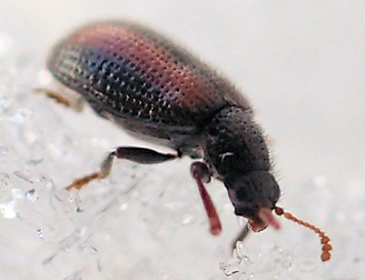 Laricobius rubidus