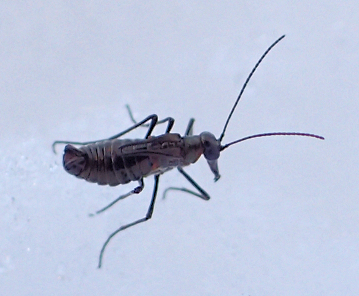 Boreus brumalis (Mid-winter Boreus)