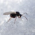Cynipidae